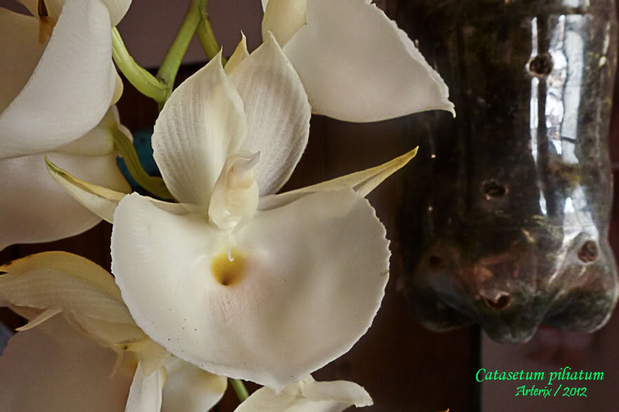 ctsm_piliatum_002.jpg