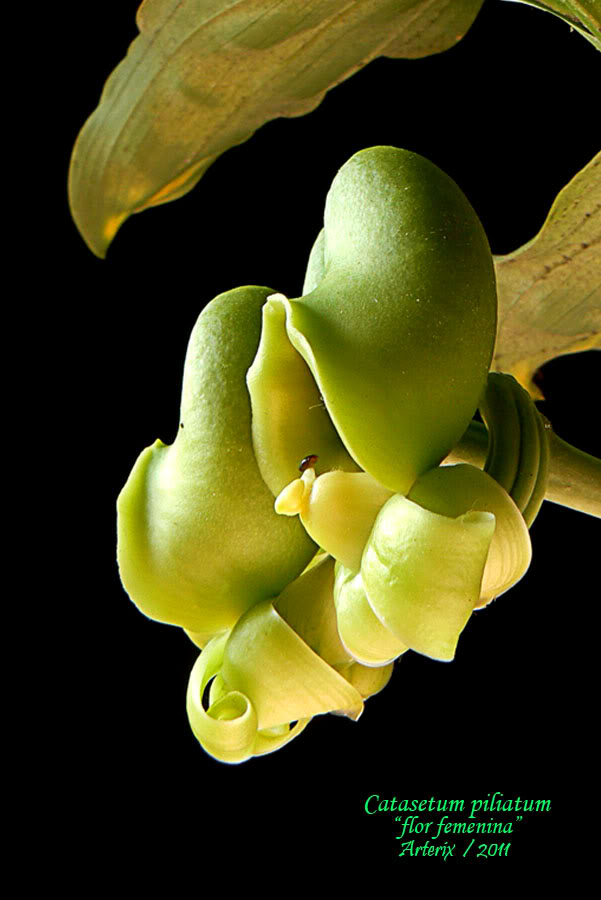 Ctsm_piliatum_006_001.jpg