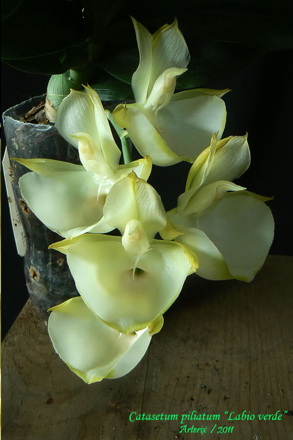 Ctsm_piliatum_labio_verde_001.jpg
