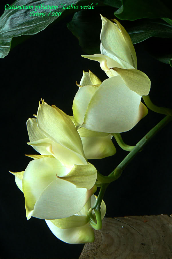 Ctsm_piliatum_labio_verde_002.jpg