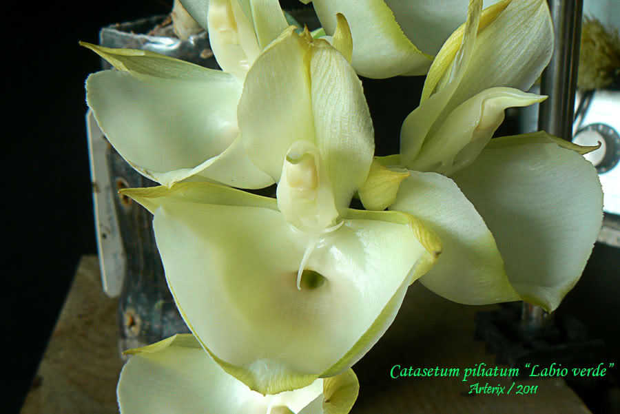 Ctsm_piliatum_labio_verde_003.jpg