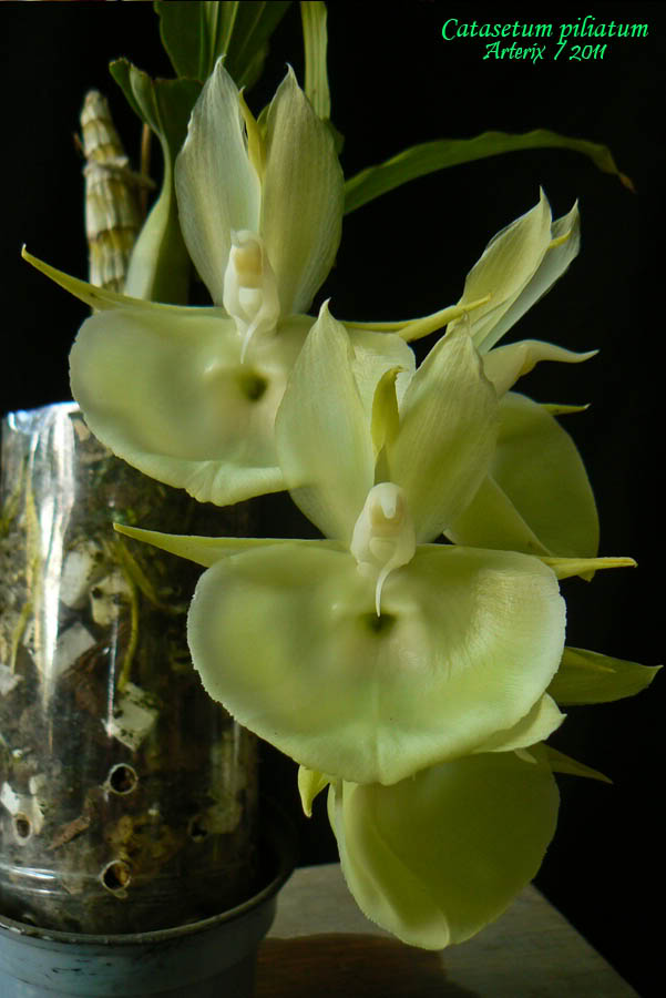 Ctsm_piliatum_ver_001.jpg