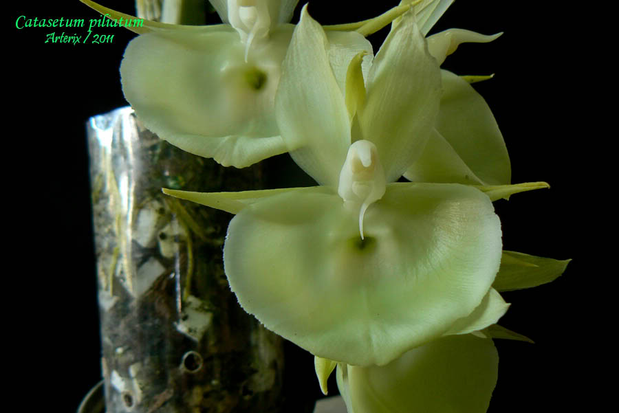 Ctsm_piliatum_ver_002.jpg