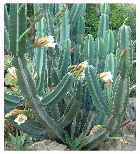 ctus-cereus-peruvianus-suculenta-columnar-peruviano-penca-D_NQ_NP_985011-MLA20455501366_102015-F.jpg