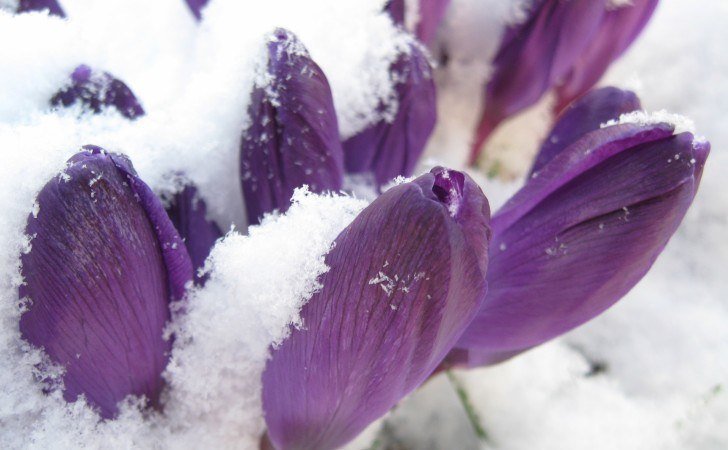 cuales-son-las-flores-de-invierno-campanilla-invierno.jpg