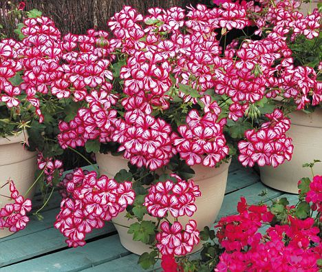 cuales-son-las-flores-de-otono-geranio-hiedra.jpg