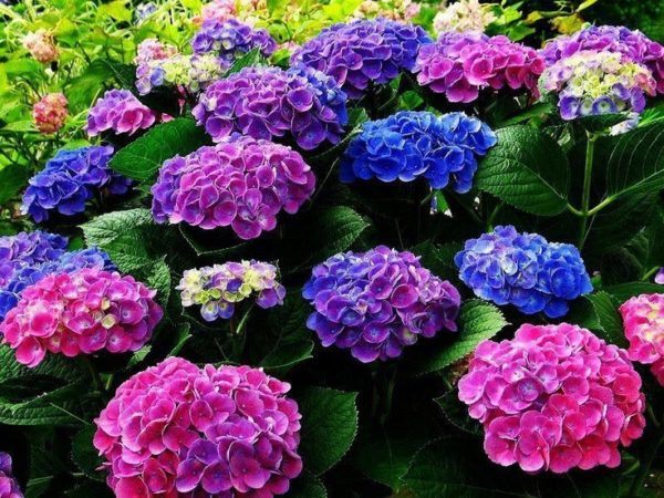 cuales-son-las-flores-de-primavera-hortensias-600x450.jpg