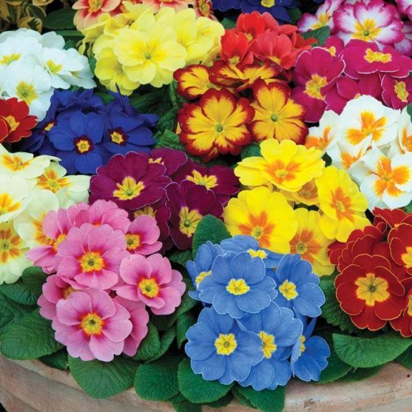cuales-son-las-flores-de-primavera-primula-600x600.jpg