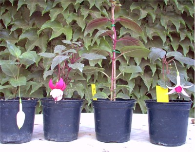 cuatro%20fuchsias.jpg