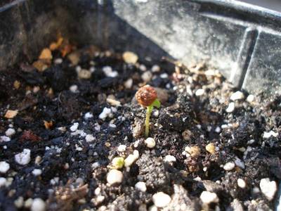 cubrebajo_016_Small_.jpg