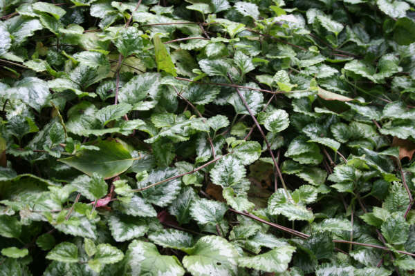 Cubresuelos-el-Lamium3.jpg