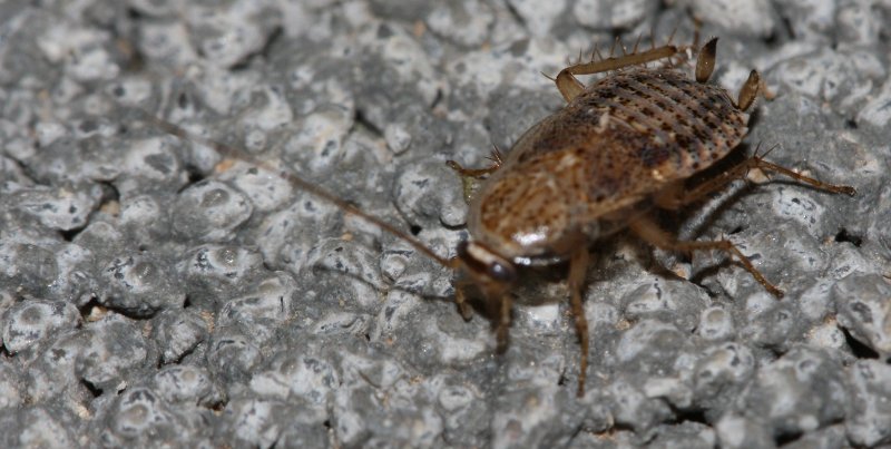cucaracha.jpg