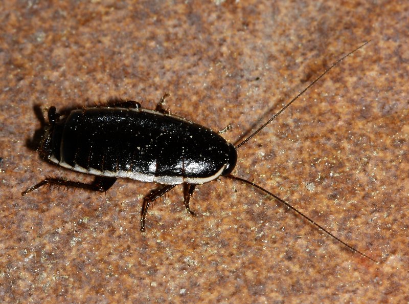 Cucaracha_2813.jpg