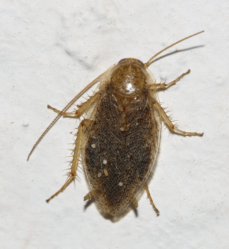 Cucaracha_4149.jpg