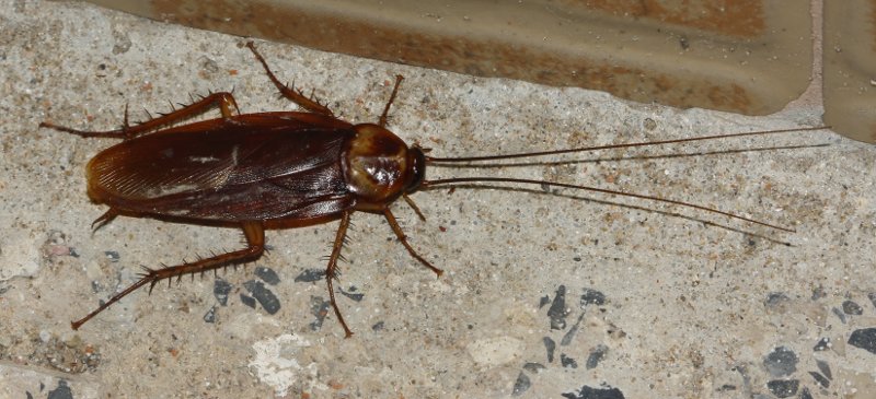 cucaracha_6895.jpg