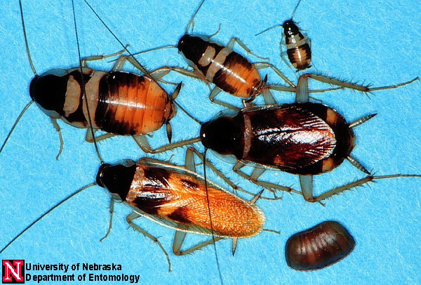 cucarachasupellalongipa.jpg