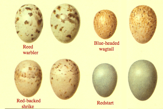 cuckoo-egg-mimicry.jpg