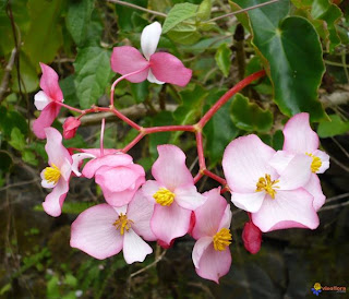 cucullata1.jpg