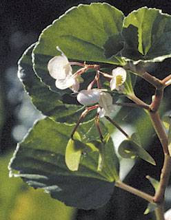 cucullata2.jpg