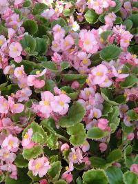 cucullata3.jpg