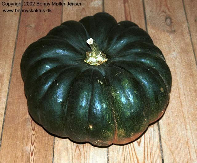 Cucurbita%20moschata_jpg.jpg