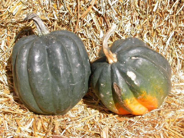 Cucurbita%20pepo_jpg.jpg