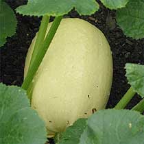 cucurbita_pepo_tivoli.jpg