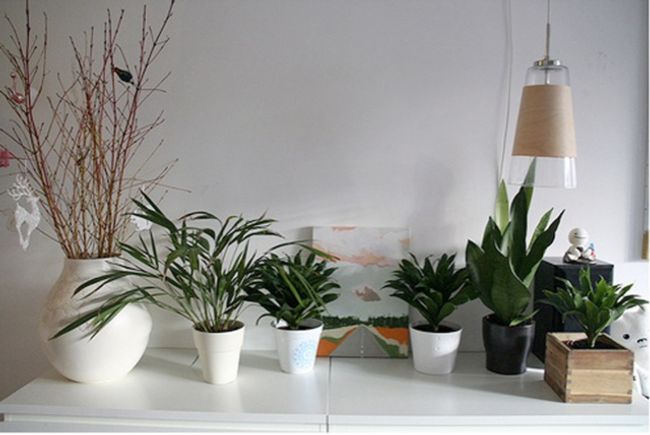 cuidado-plantas-interior.jpg