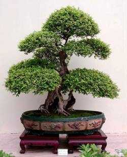 Cuidado_de_los_bonsai_el_riego.jpg