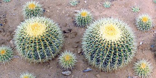 cuidados-cactus.jpg