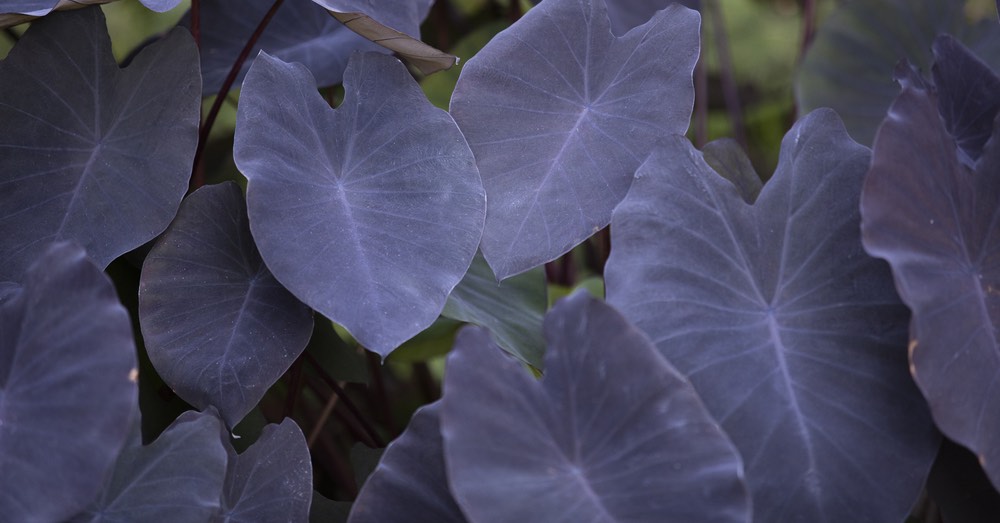 cuidados-colocasia-black-magic.jpg