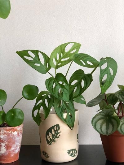cuidados-monstera-adansonii.jpg