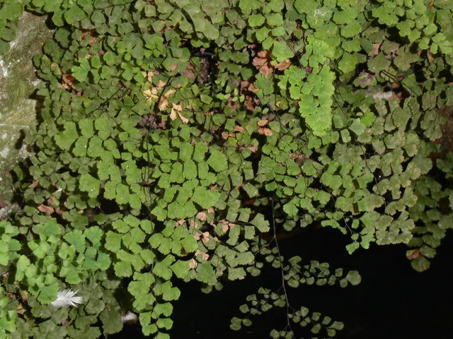 Culantrillo.jpg