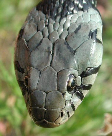 culebra%20viperina2.jpg