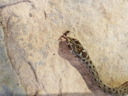 culebra-y-hormiga-01.jpg
