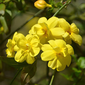 cultivar-jazmin-invierno-e.jpg