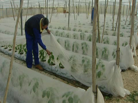 Cultivar-sin-tierra-regar-por-ordenador-y-combatir-las-plagas-con-chinches.jpg