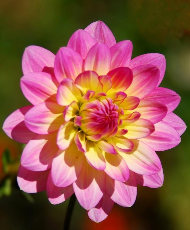 cultivo-dalia-dhalia-1.jpg