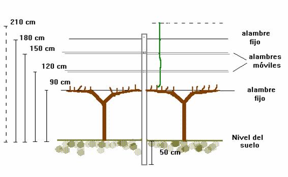 cultivo-de-vid-en-espaldera1.jpg