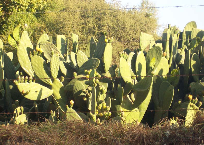 Cultivo_tunas.jpg