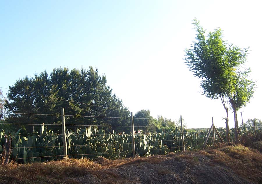 Cultivo_tunas2.jpg