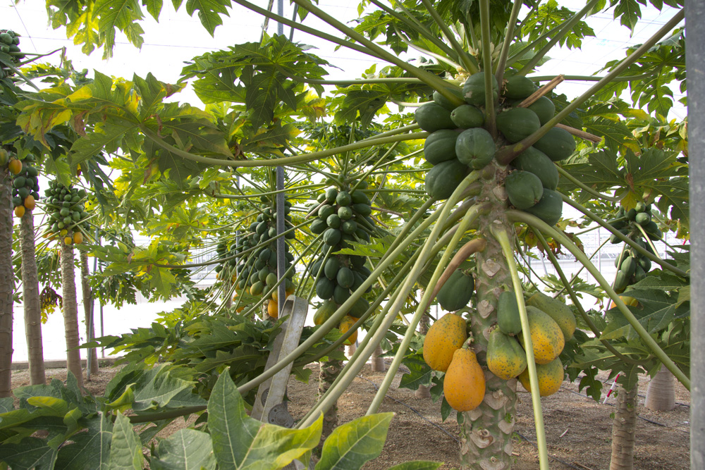 cultivos-subtropicales-palmerillas-22.jpg