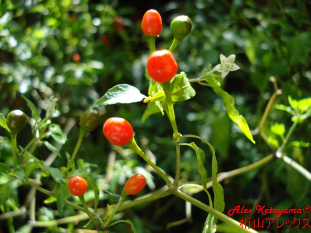 cumari%20%5B640x480%5D.JPG