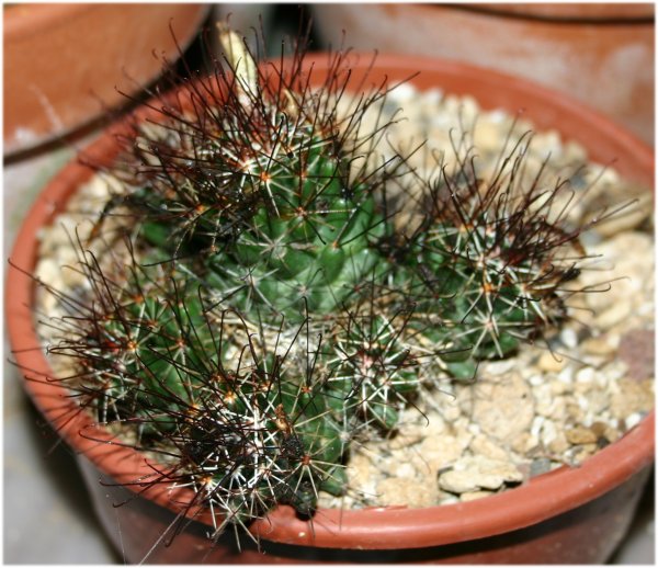 Cumarinia%20odorata.jpg
