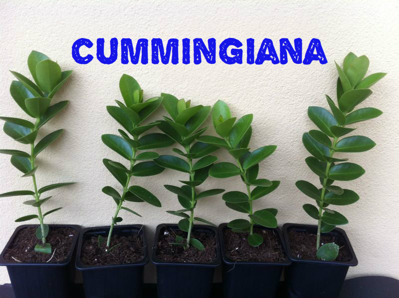 Cummingiana_zps18f8ec5a.jpg
