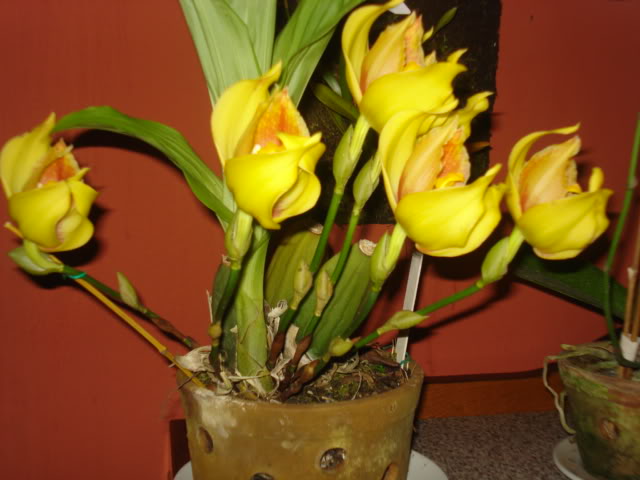 cumpleaoslulu031.jpg