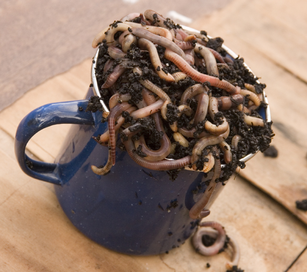 cup-of-worms600x532.jpg
