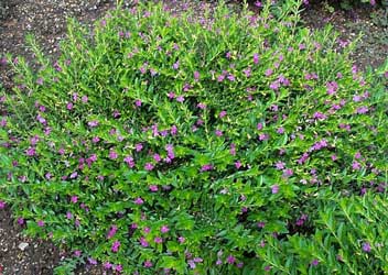 cuphea-hyssopifolia.jpg
