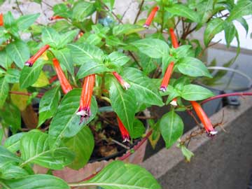 cuphea-ignea.jpg