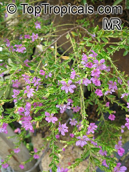Cuphea_hyssopifolia10780.jpg